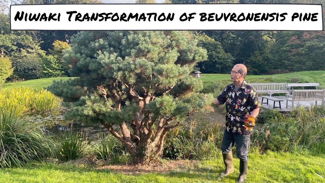 Niwaki Transformation for a Beuvronensis Pine
