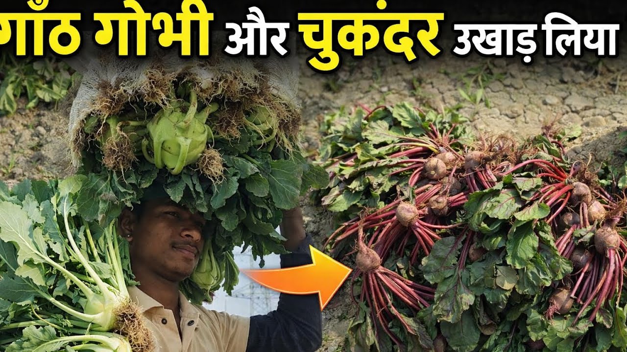 गांठ गोभी और चुकंदर उखाड़ लिए ! 😯😱☝️  Ghat gobhi or chakundar ukhad liya #farming #vlog 