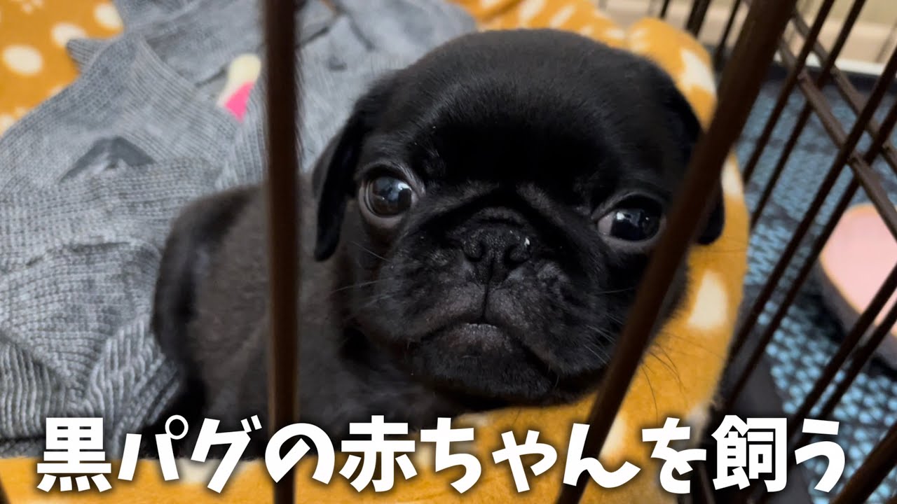 黒パグの赤ちゃんが我が家に来た！