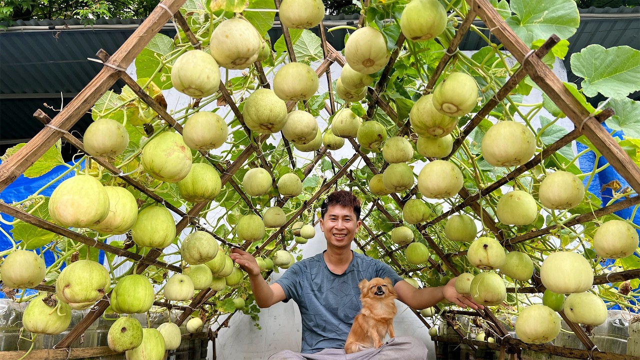 No Soil, No Garden &ndash; You'll Regret Missing This Super Easy Way to Grow Melons!