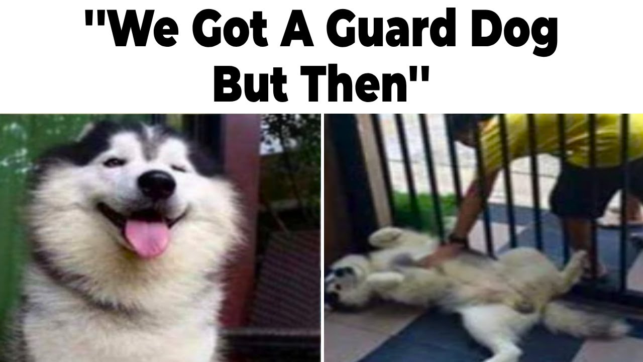 Dog Memes I Found Last Night