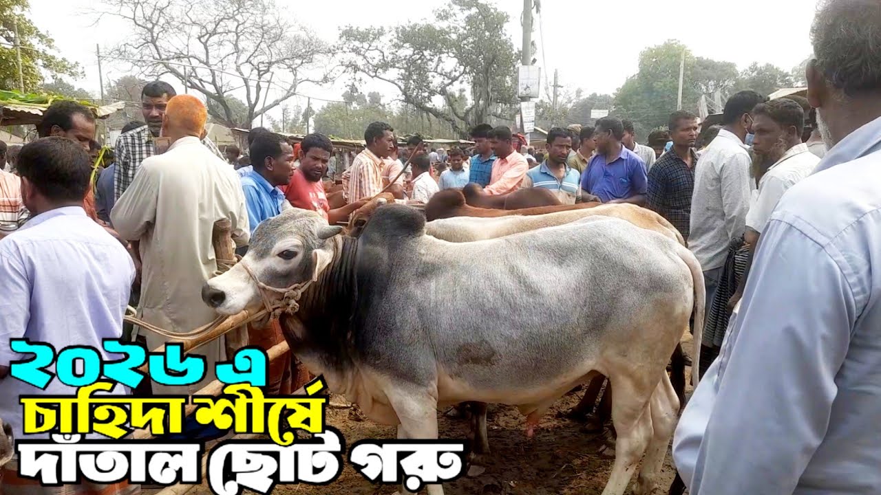 March 9, 2026 || @বসুনিয়া হাটে কোরবানী টার্গেটের ছোট দাঁতাল গরুর আজকের দাম | Cowmarket price