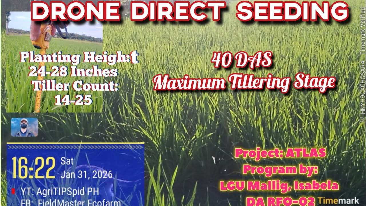 DRONE DIRECT SEEDING DDS| 40 DAS Close to Panicle Initiation for FINAL TOPDRESSING 