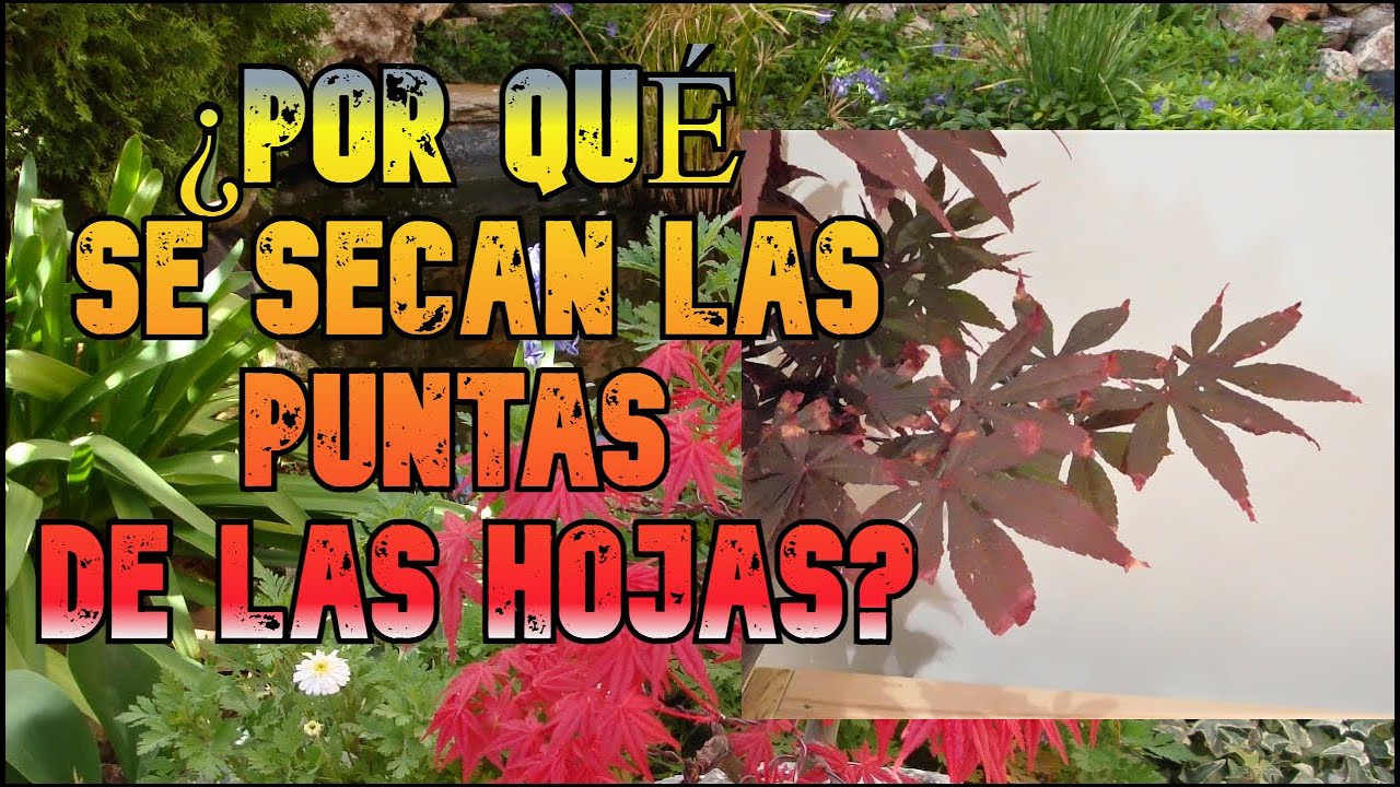 Acer palmatum bonsái - Secado de puntas y hojas