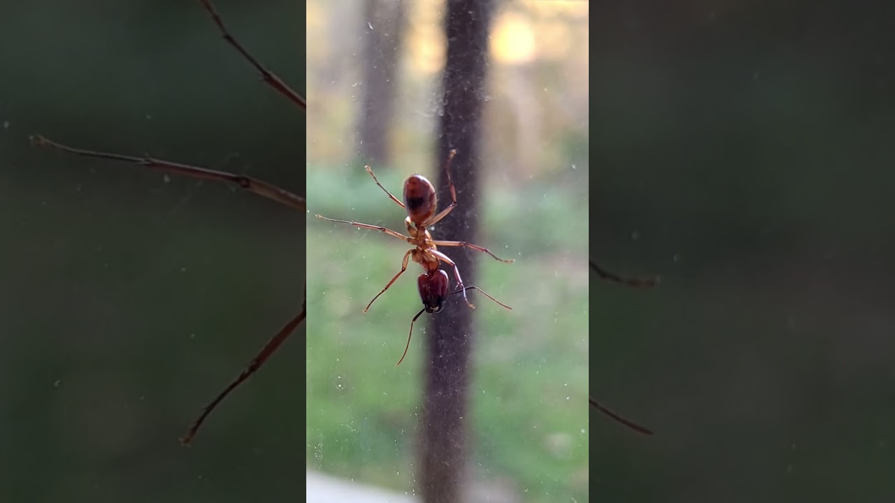 La (Grosse) Fourmi Charpentière