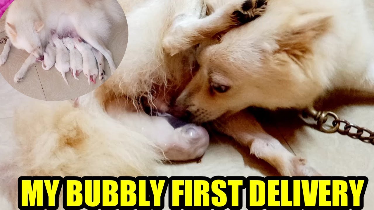 pomeranian dog delivery in telugu మా బబ్లీ ఫస్ట్ డెలివరీ ఇంట్లో #ismartasha