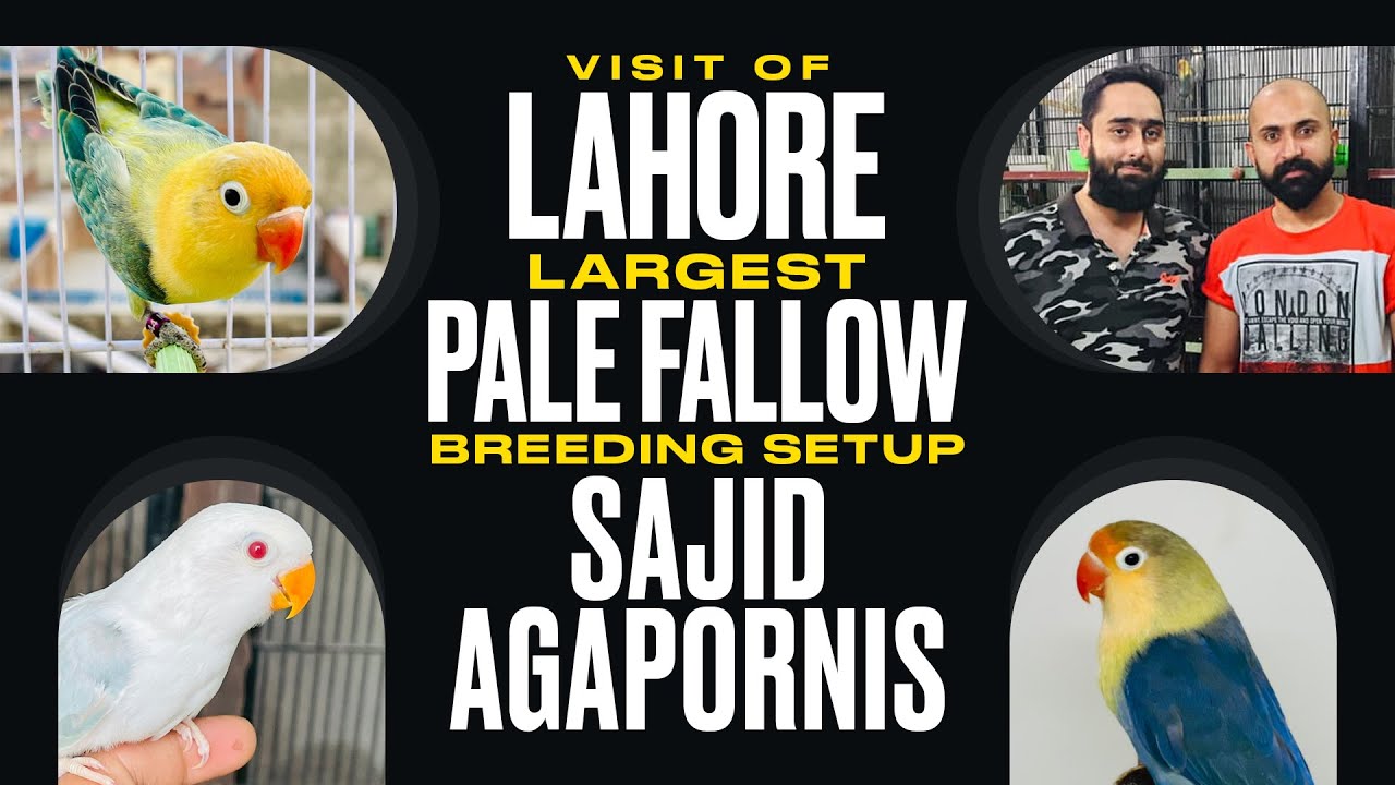 Visit Of Lahore Largest Pale Fallow Breeding Setup Sajid Agapornis