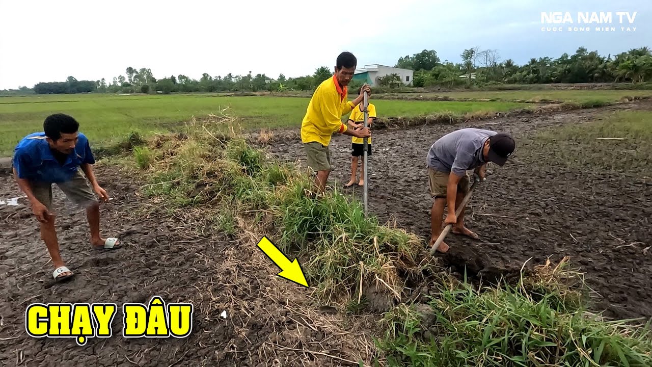 Đào Hang Bắt Chuột Phá Hoại Mùa Màng Miền Tây Không Con Nào Chạy Thoát/Catch The Mouse/NGÃ NĂM TV