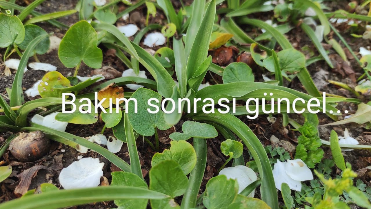 Salep bahçemin bakım sonrası güncel durumu... salep l salep yetiştiriciliği l salep tarımı