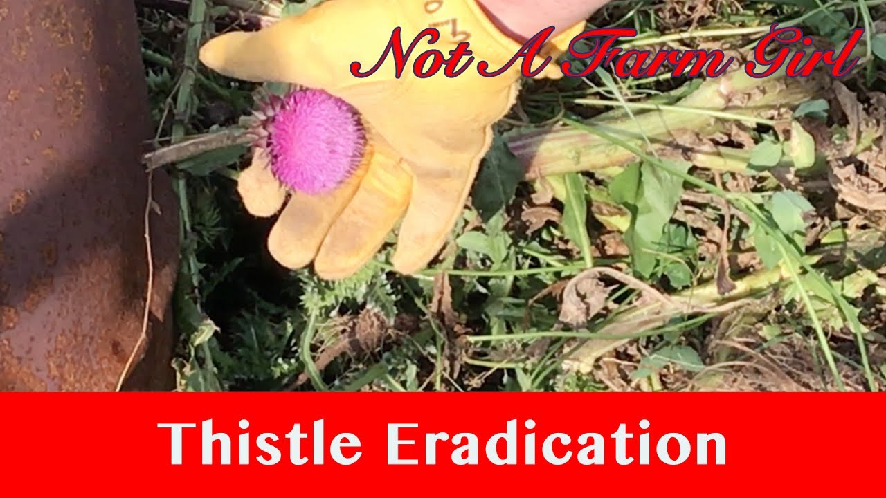 Hay! How We Deal With Thistles in the Pasture