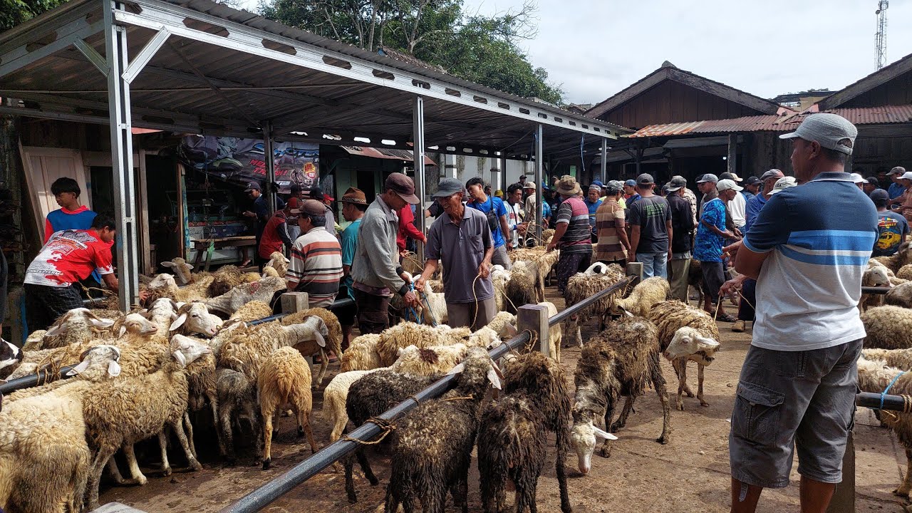 PASAR HEWAN PINGIT SAAT INI HARGA DOMBA 