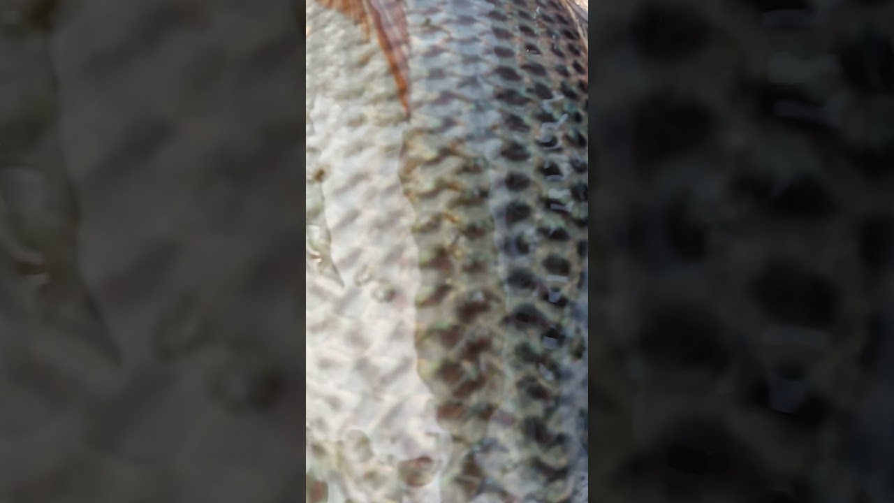 Caught a Very Big Size Tilapia Fish Desi Fishing Experience #BigCatch #FishHarvest #SoSatisfying