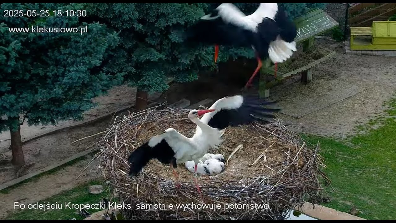 Klekusiowo ~ Kleks odpiera uporczywe naloty obcych bocianów na gniazdo! 😱 💪