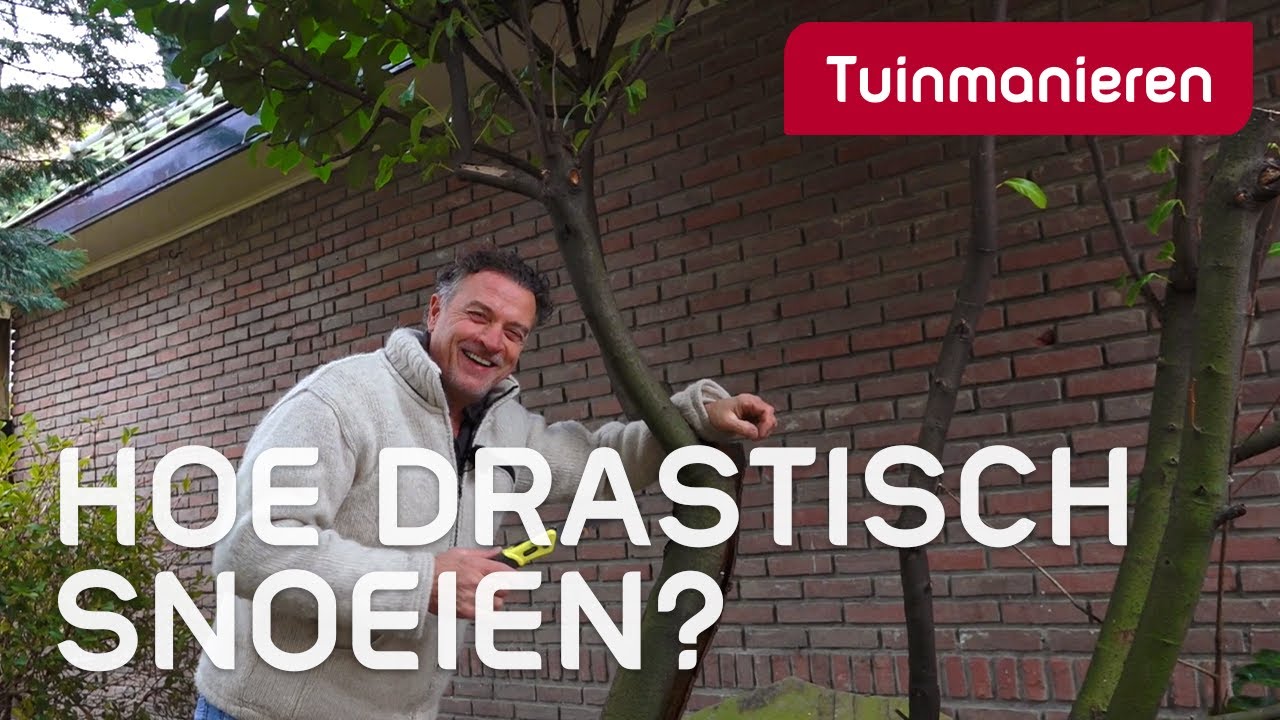 Groenblijvende struik drastisch terugsnoeien in winter, hoe? | Snoeien | Tuinmanieren