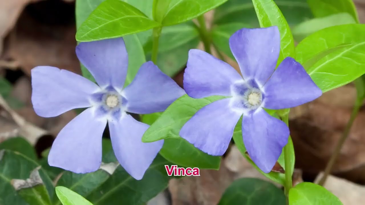 Plante Iubitoare de Umbră