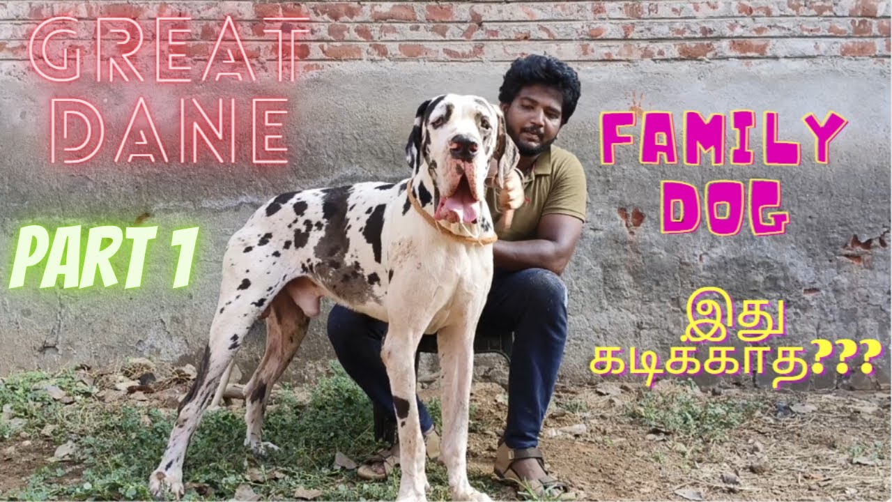 GREAT DANE | GENTLE GIANT | TAMIL | dog price & details