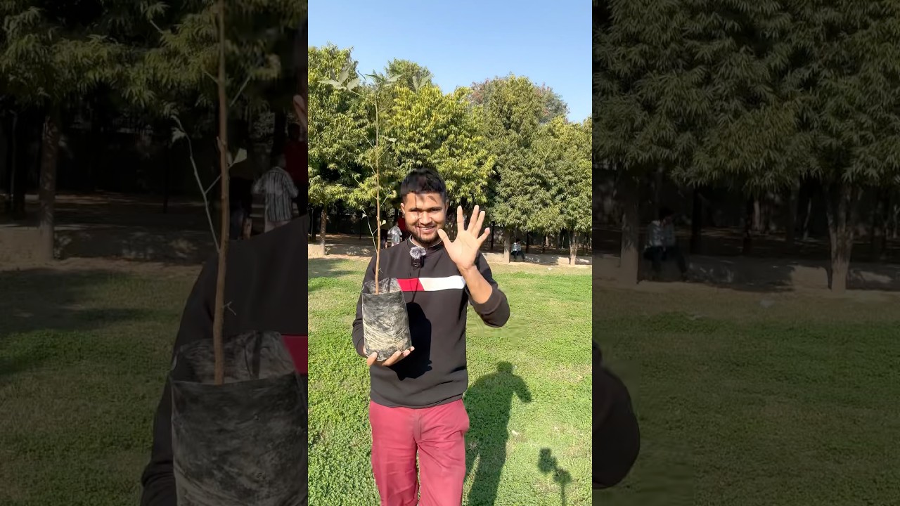 The Ultimate Guide to Planting Neem Trees: Simple Methods for 2025