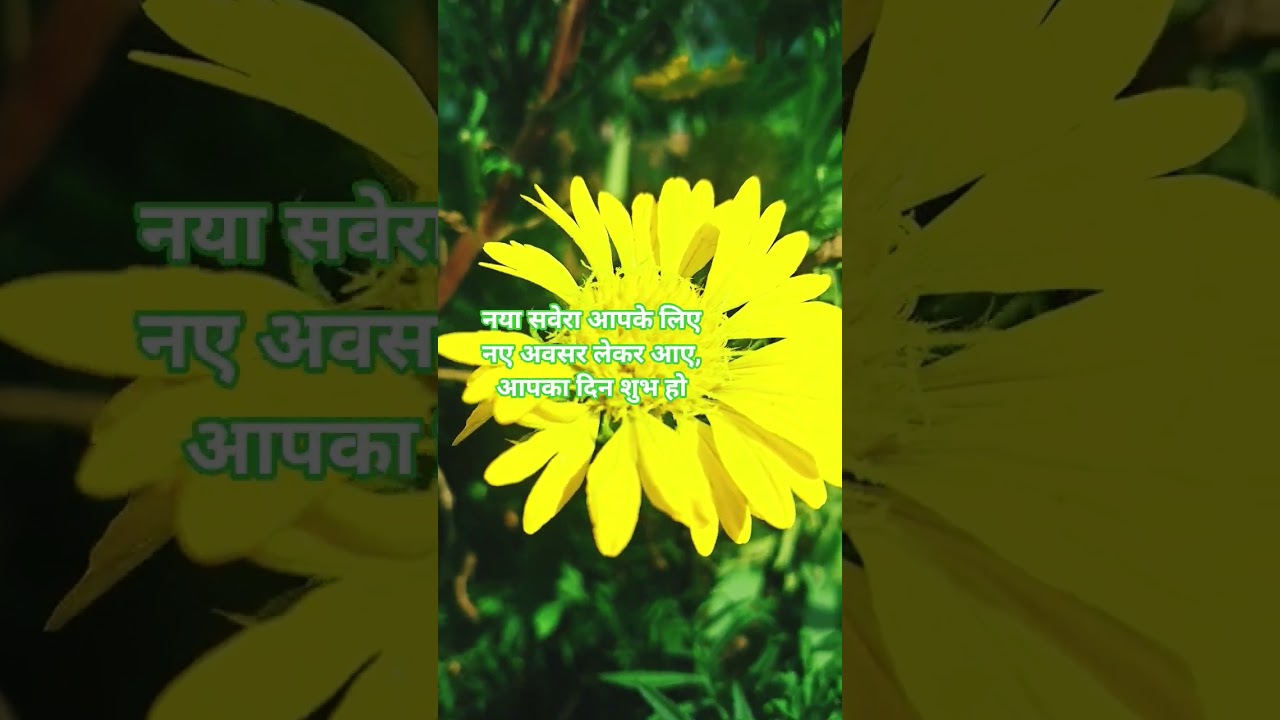 beautiful flower #Youtube vedio#Facebook account#Instagrame  #cbse#reet#rbse ruselt#eesult #2025
