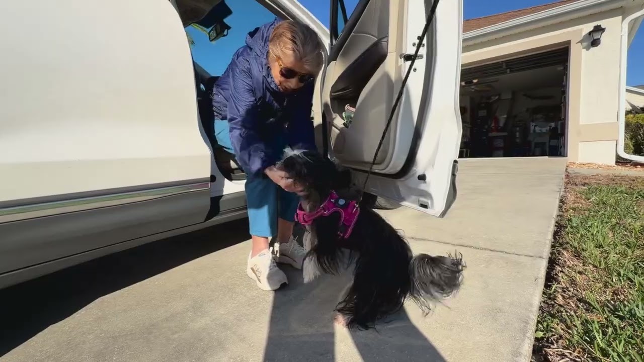 Bella going for a walk. 