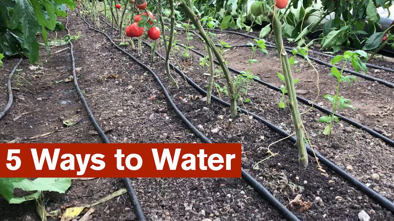 5 Ways to Water