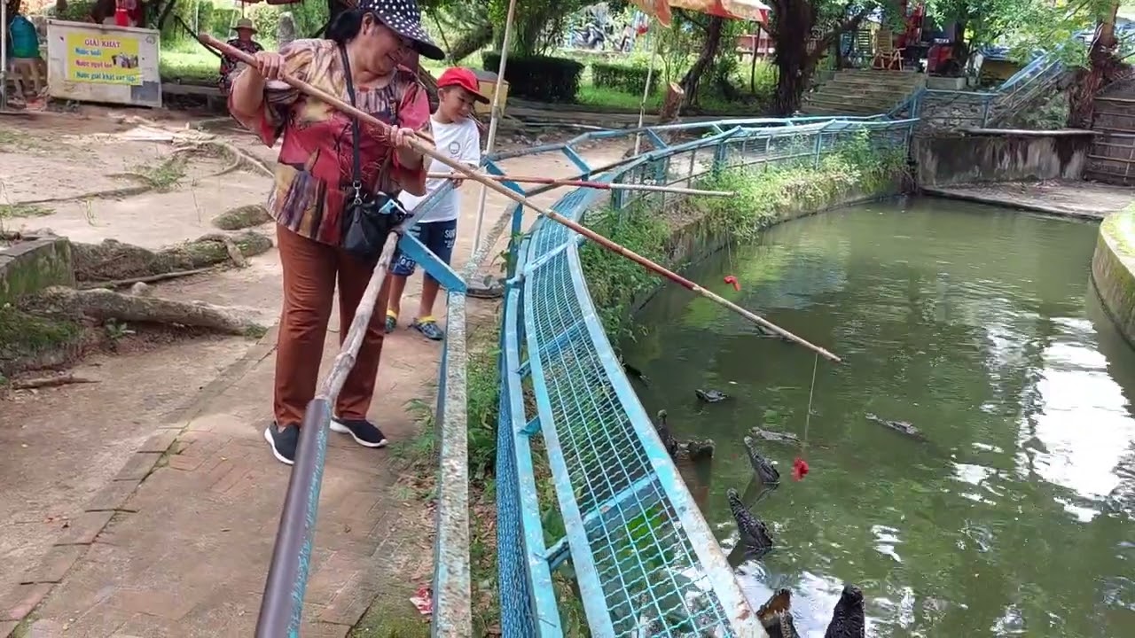 Bắt cá sấu ăn thịt