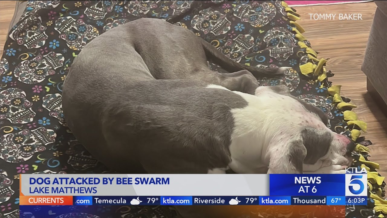 Dog attacked by bee swarm in Lake Matthews
