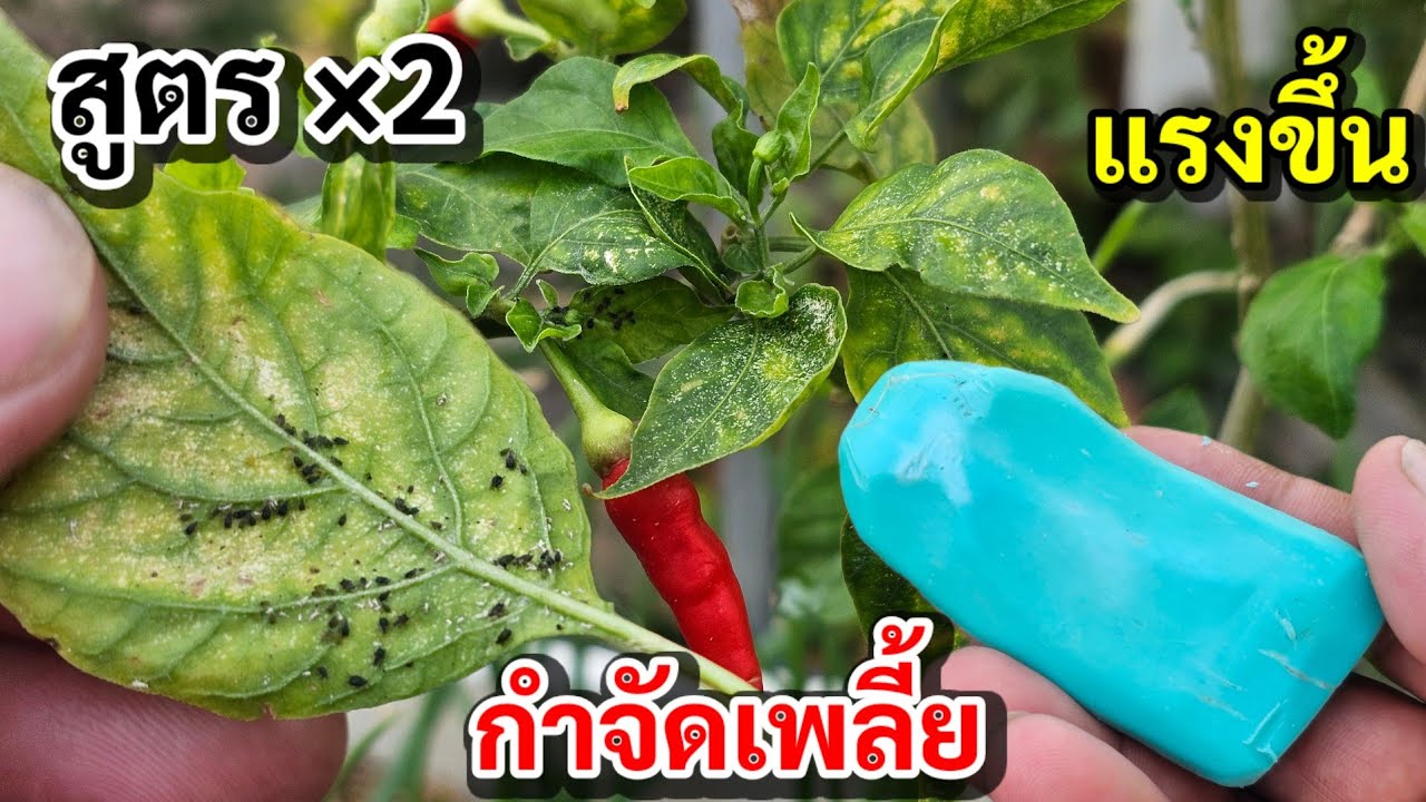 สูตร×2!!กำจัดมดเพลี้ยแมลงหนอนขึ้นต้นพริกได้แบบเห็นผล 100% 