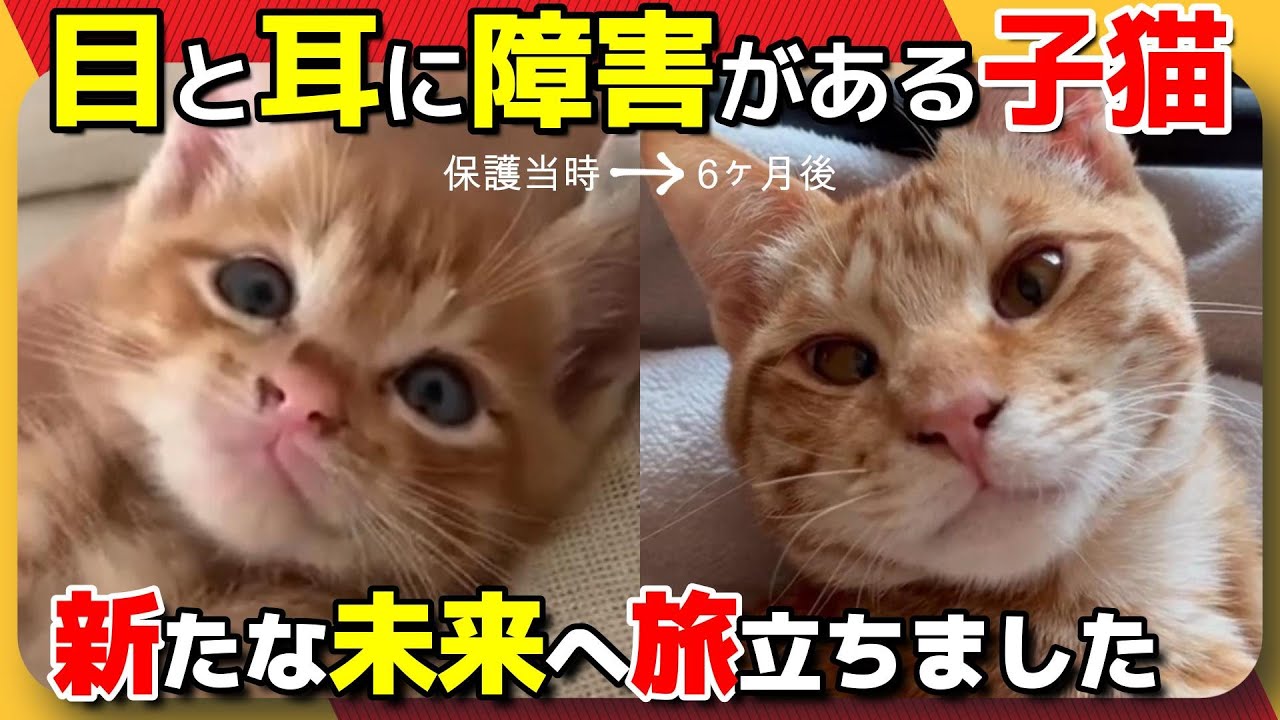 【神戸保護猫】目と耳に障害がある子猫が新たな未来へ旅立ちました