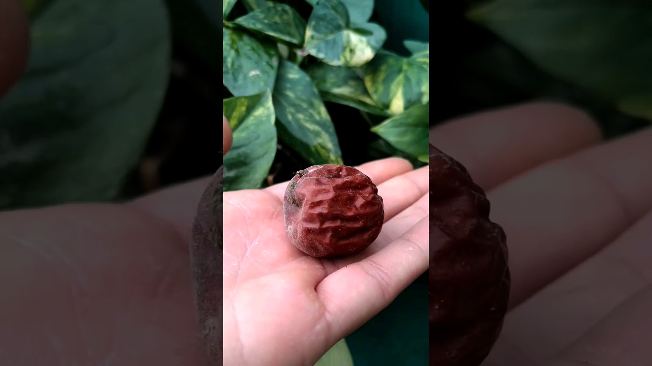 How to Grow Jujube from Seed FAST! #GardeningTips