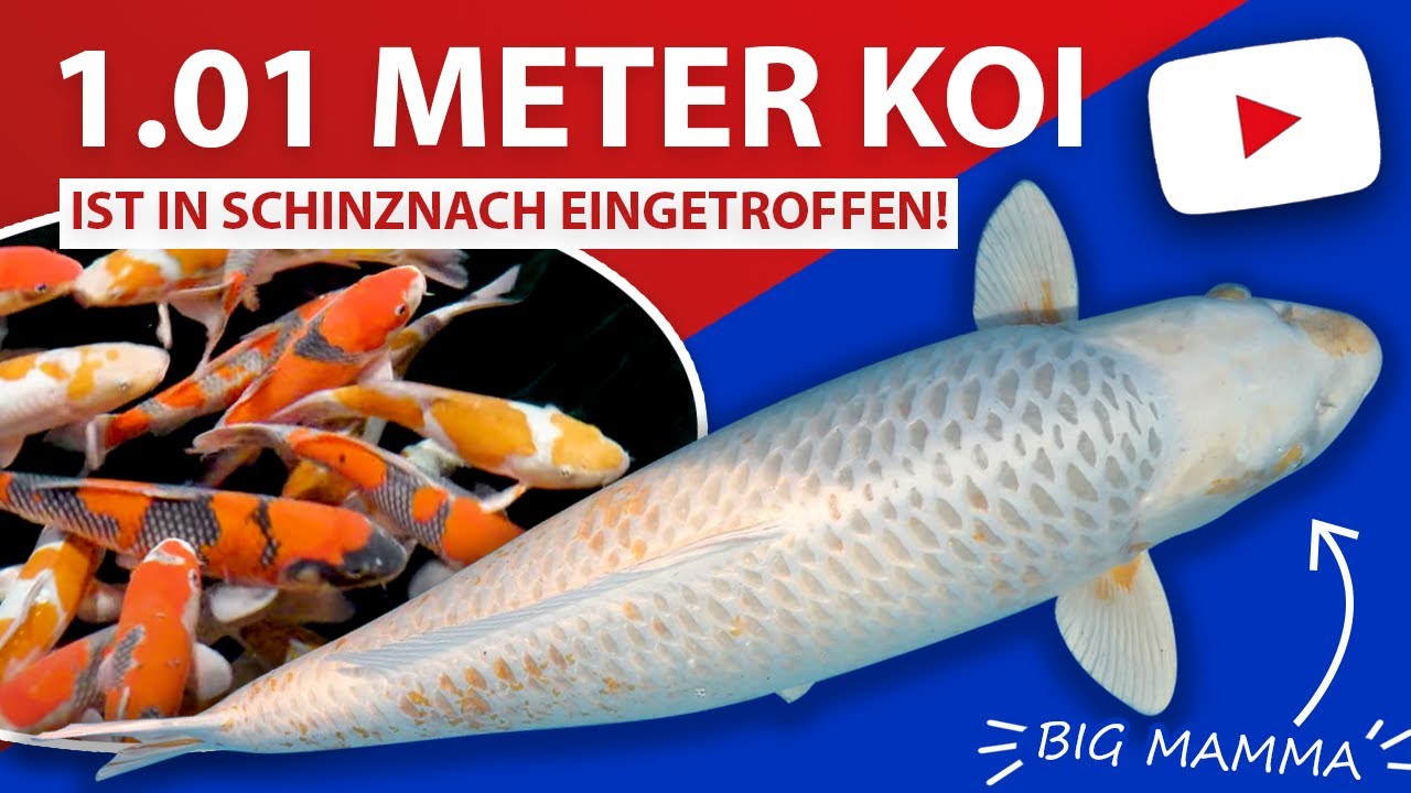 1.01 Meter Koi - 