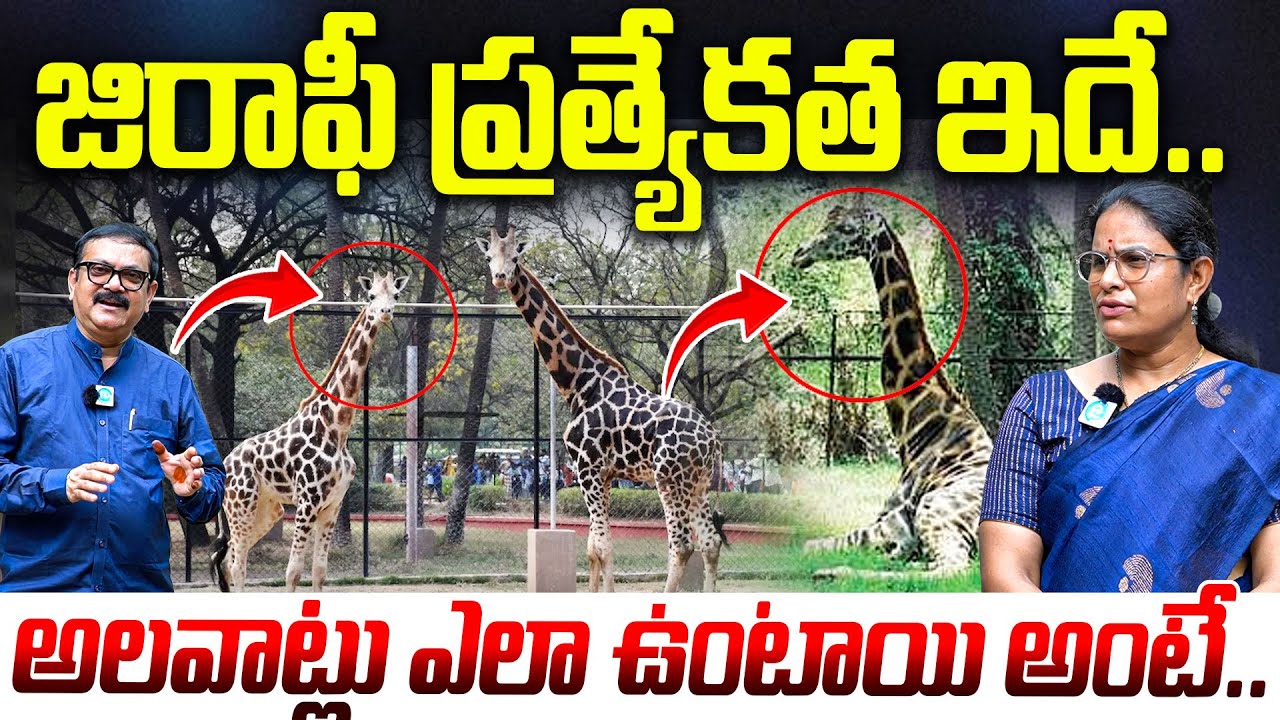 జిరాఫీ ప్రత్యేకత ఇదే | Indira Gandhi Zoo Park Curator G.Mangamma About Giraffe | I Dream