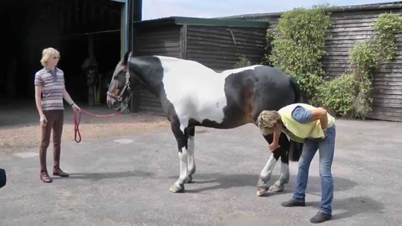 Lynn Russell – What to look for in the conformation of a show horse