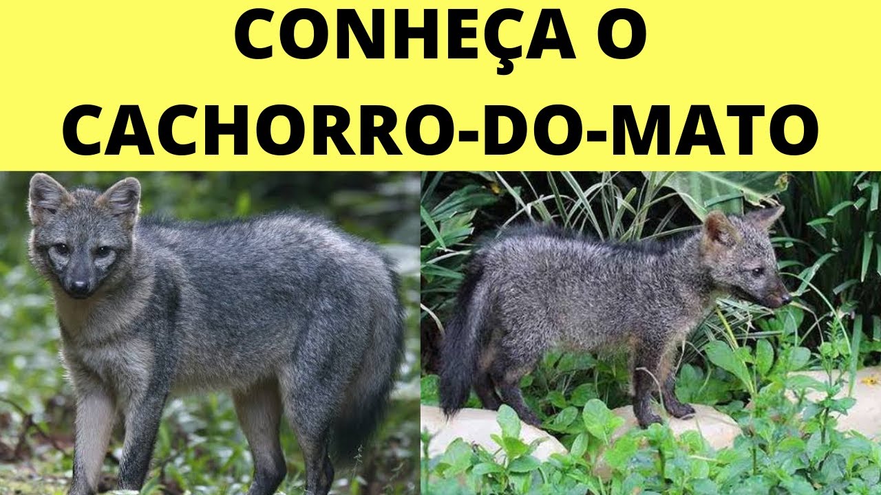 CACHORRO-DO-MATO O QUE É? ONDE VIVEM?