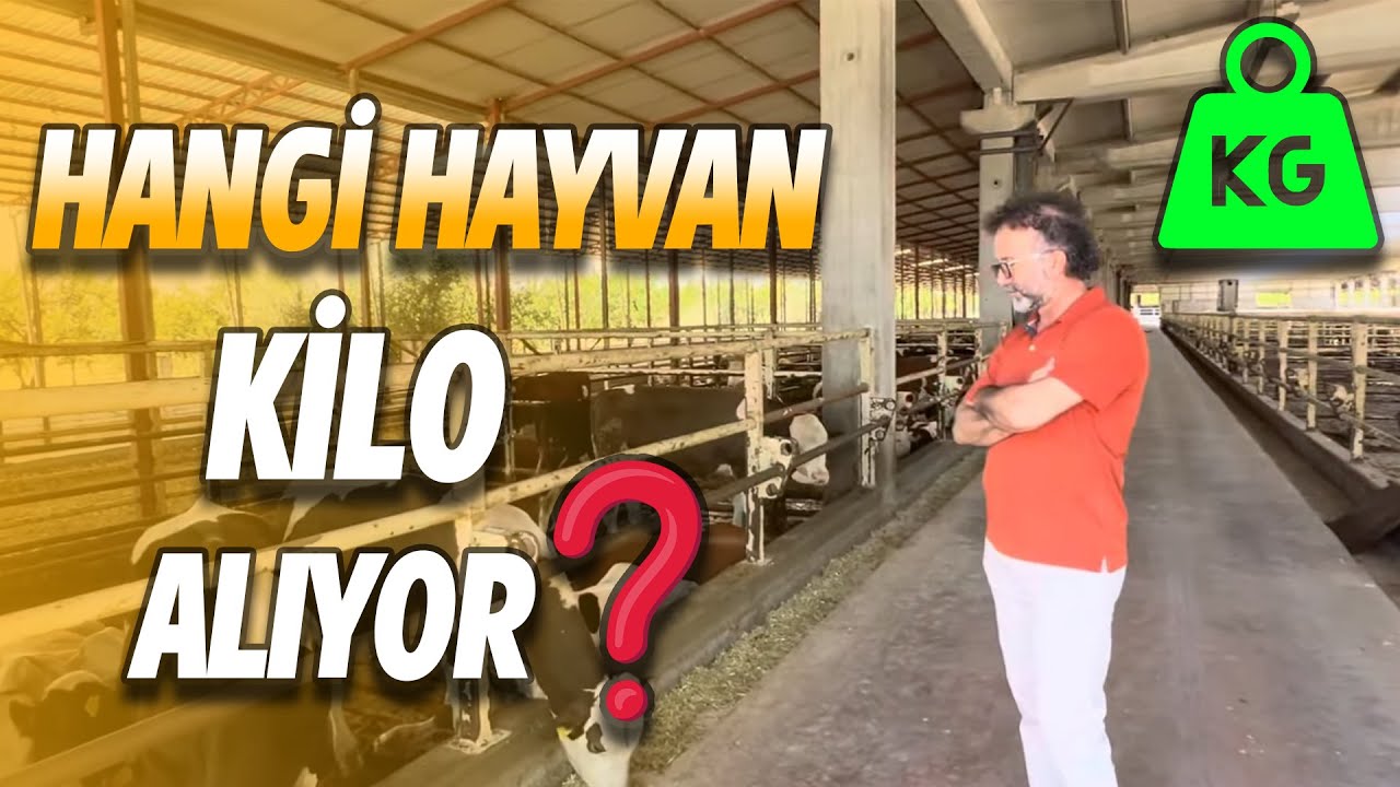 HANGİ HAYVAN İYİ KİLO ALIYOR | 2000 BAŞ BESİ IZGARALI