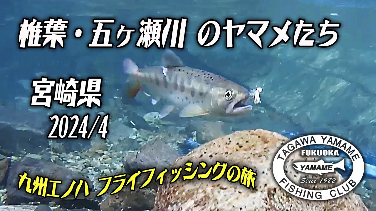 2024年4月下旬 椎葉(耳川)から五ヶ瀬川へ ホームリバーの特急釣行