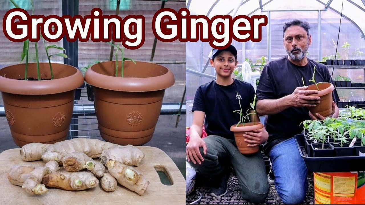 How To Grow Ginger At Home In Containers & Get A Huge Harvest