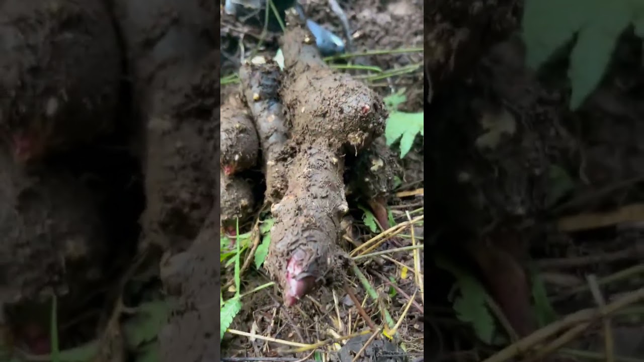 Harvest lutia masarap sa nilaga