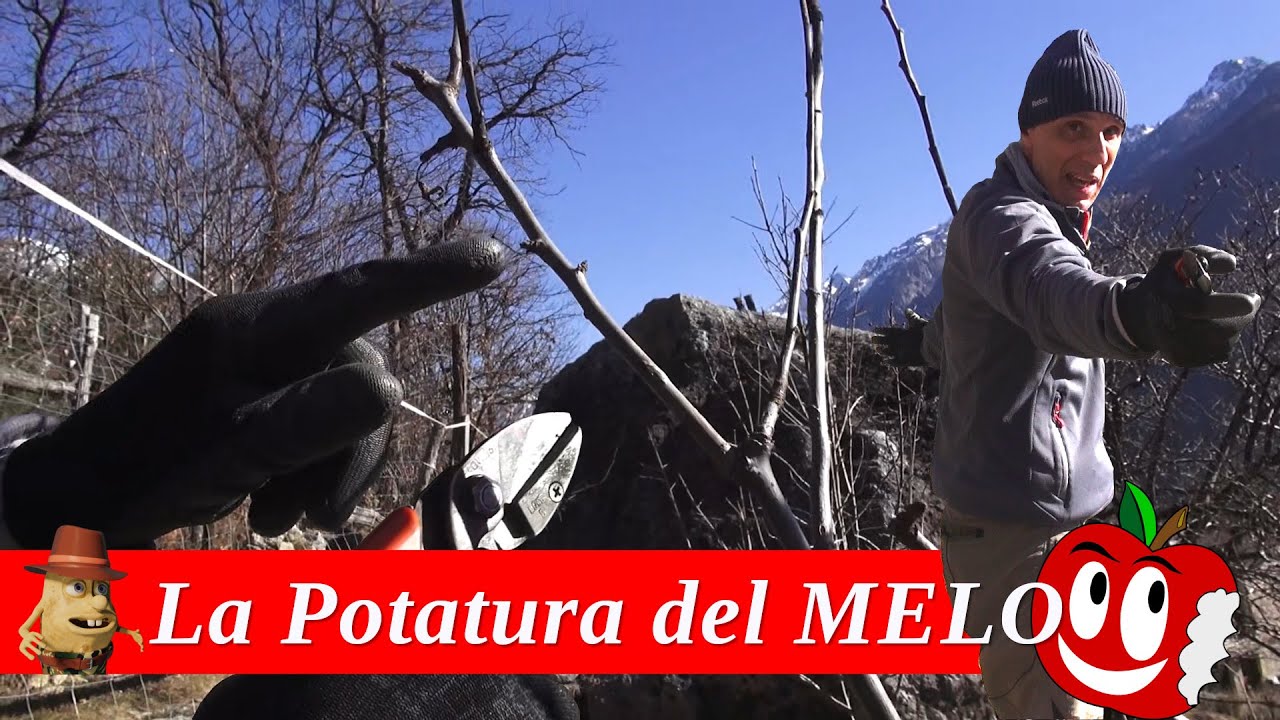 Tutti i SEGRETI della POTATURA del Melo