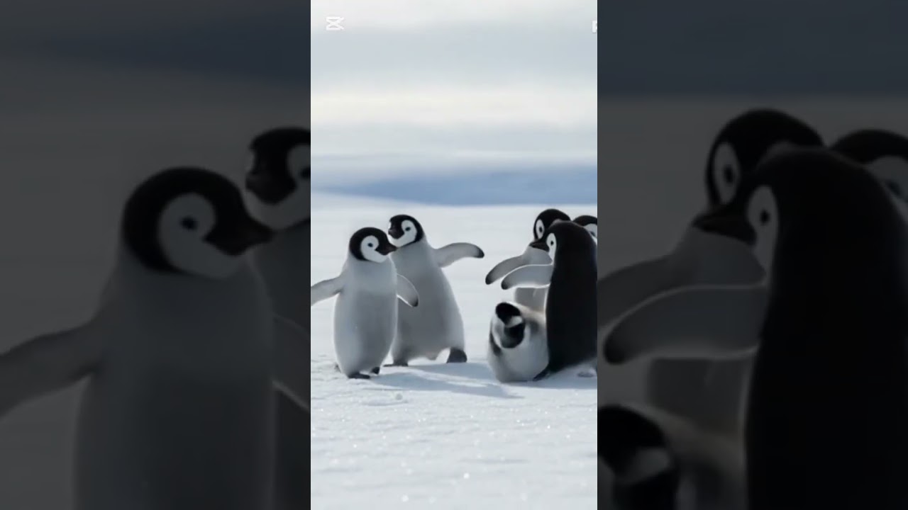 Baby Penguins Playing in the Snow #shorts #PenguinPlay #BabyPenguin #WildlifeCute