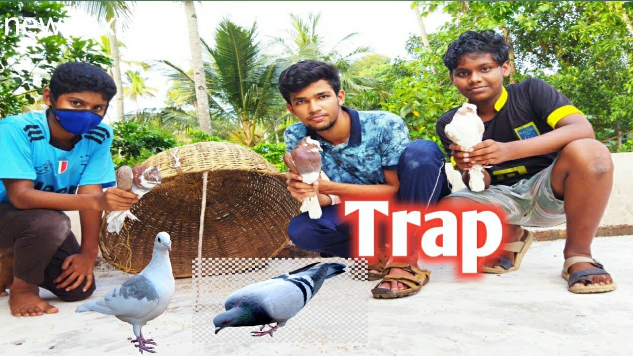 How to make a bird trap at home malayalam