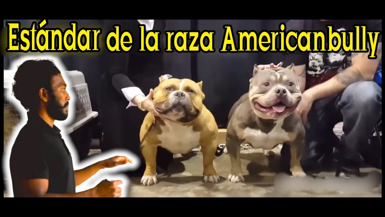 Estándar de la raza AMERICANBULLY y  tu que tipo de Americanbully tienes
