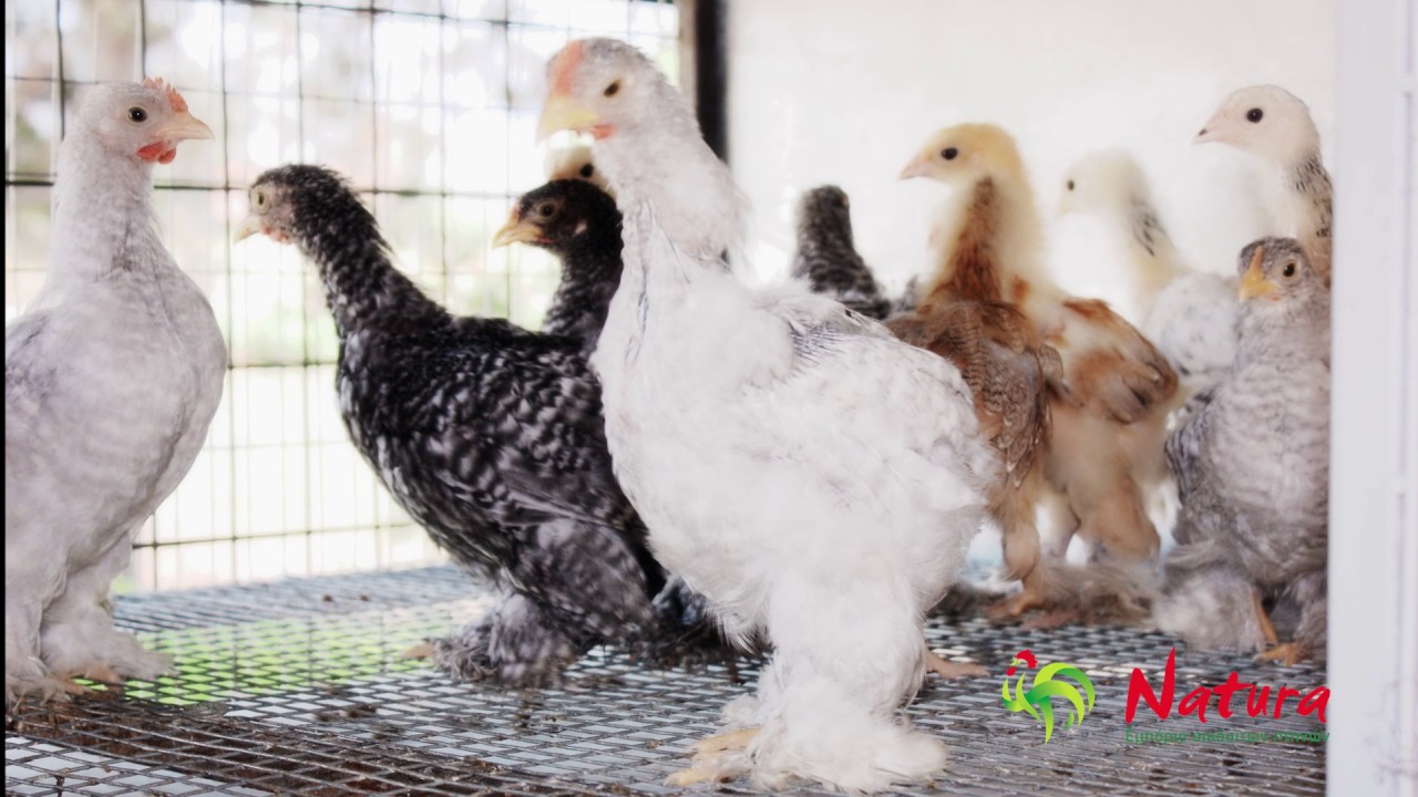 Naturafarm.gr Εμπόριο οικόσιτων πτηνών