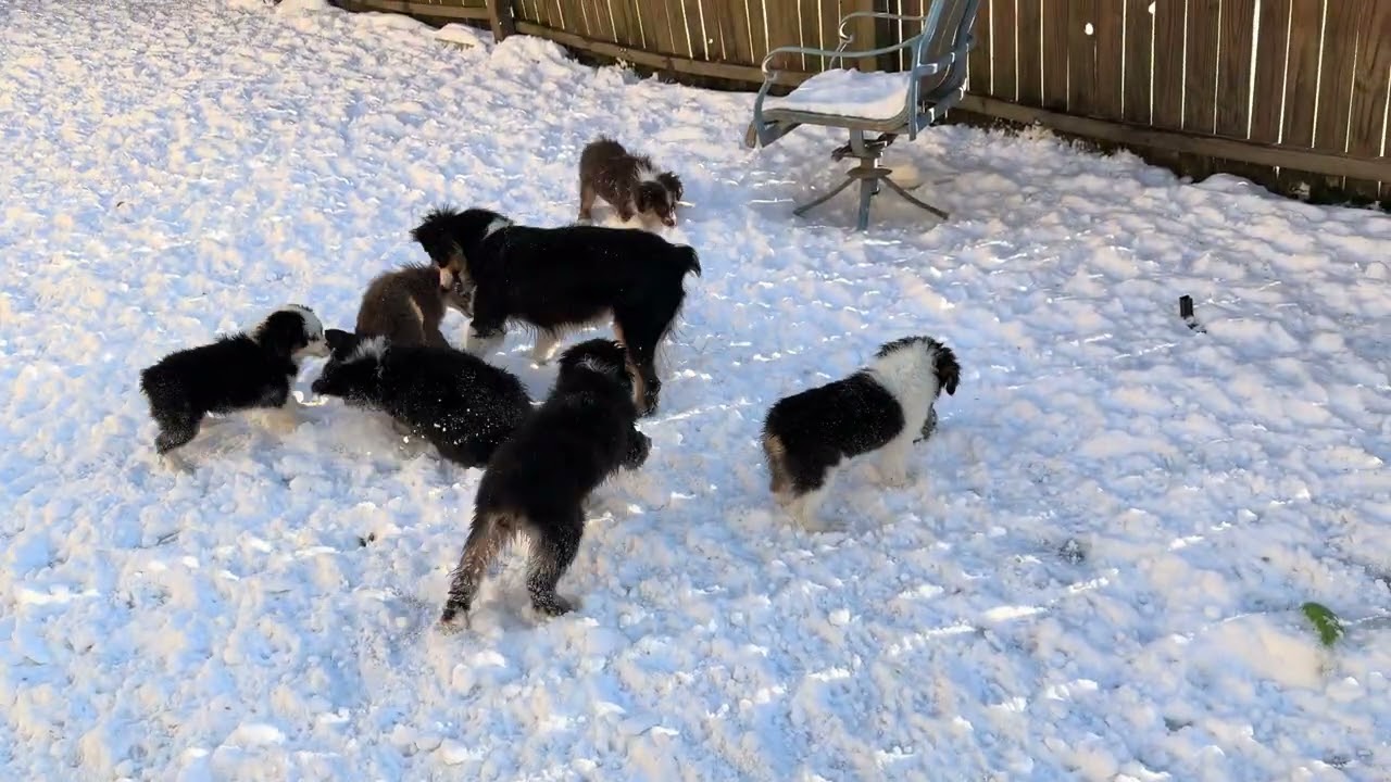 Snow Play v2