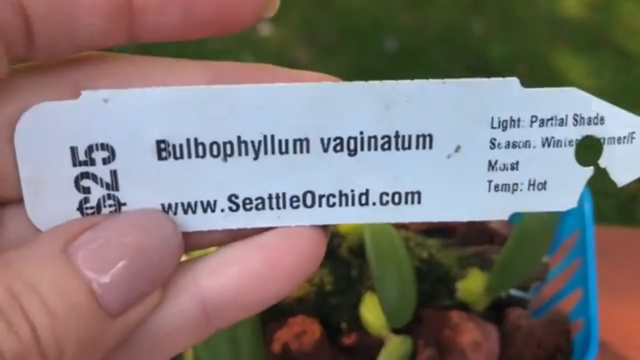 Орхидея бульбофиллум. Bulbophyllum vaginatum. Дебют бульбаша. Совсем не вонючий жёлтый фейерверк-).