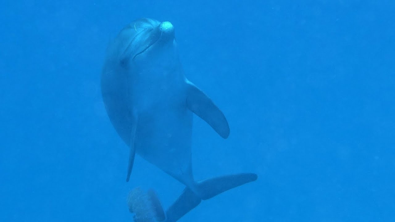 Tauchen in Ägypten / rotes Meer /Marsa Alam / Brayka Bay