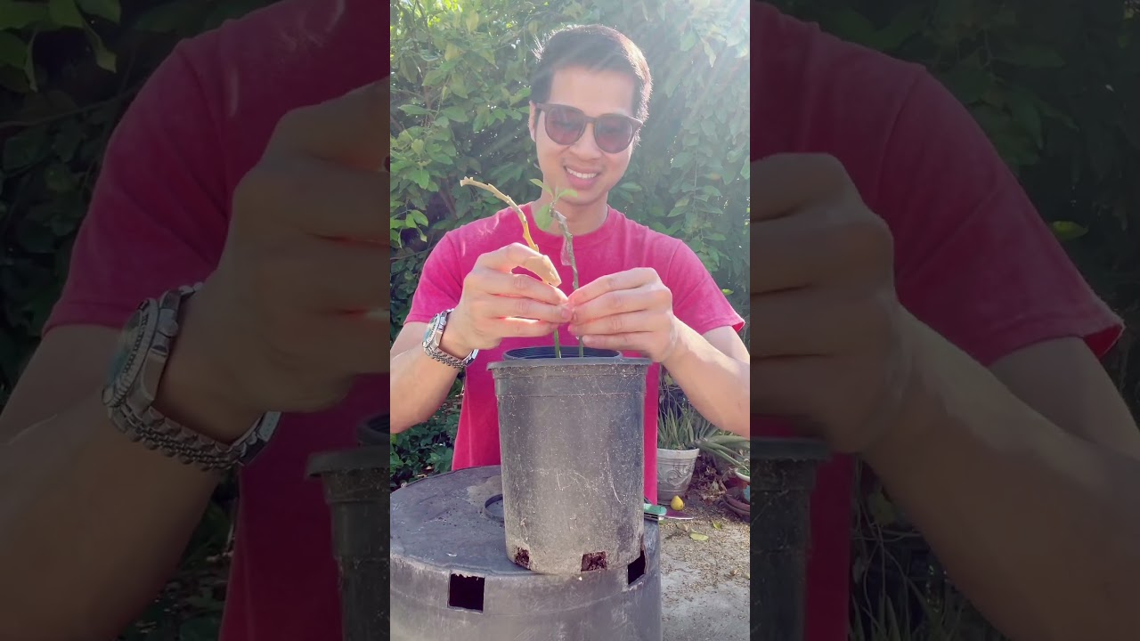 Fuerte avocado tree graft. #avocado #avocadotree #garden #gardening