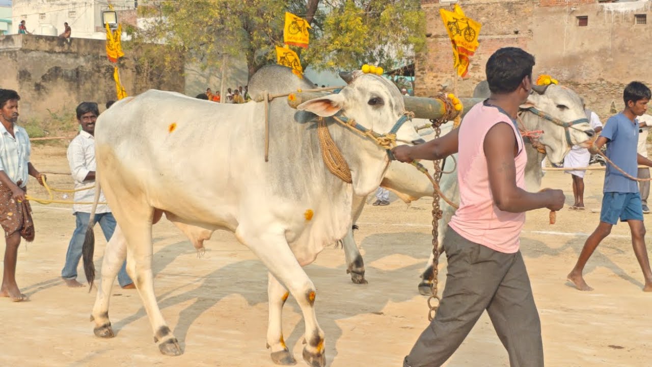 గిద్దలూరు గ్రామం ఆరు పళ్ళు విభాగం 9వ జత