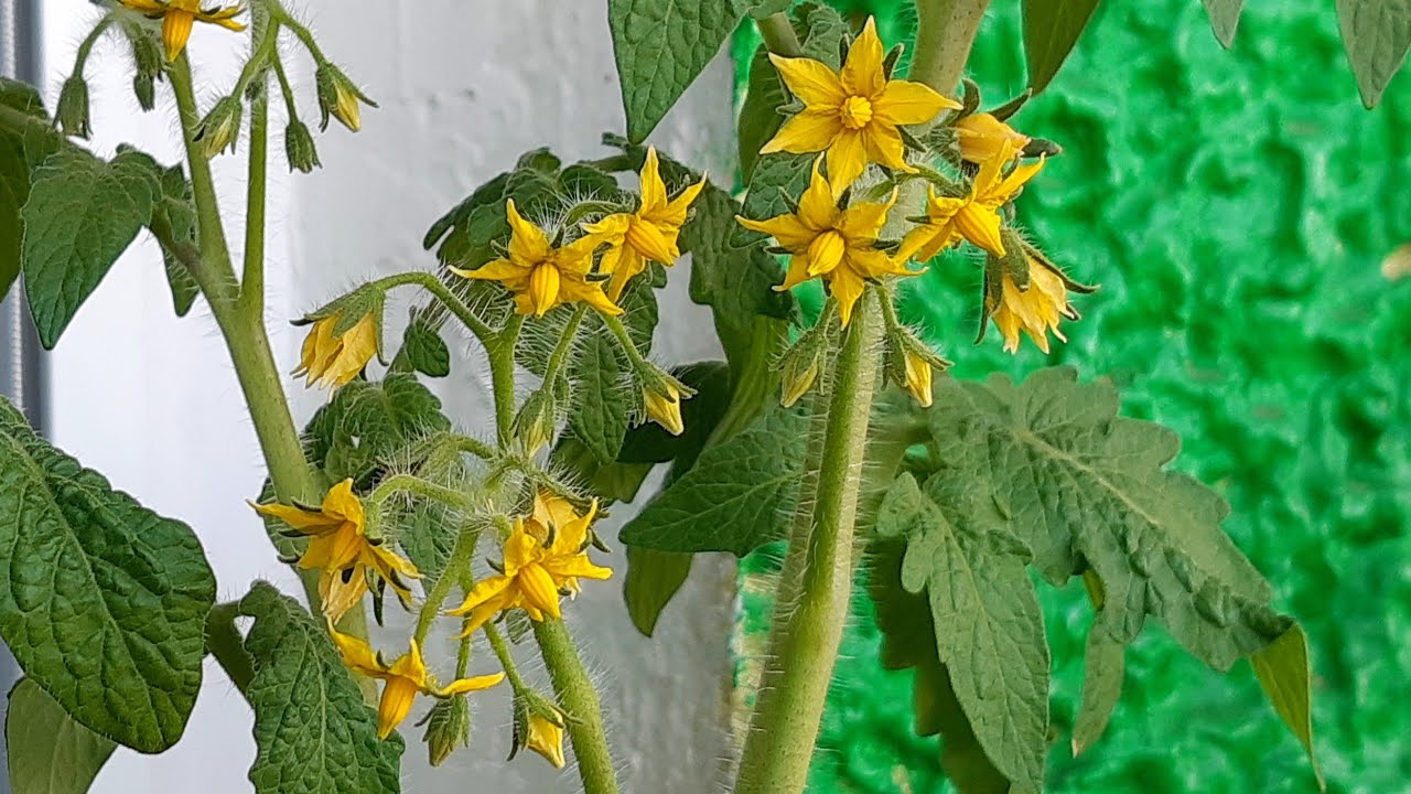 Зацвели комнатные томаты! 🌱🍅