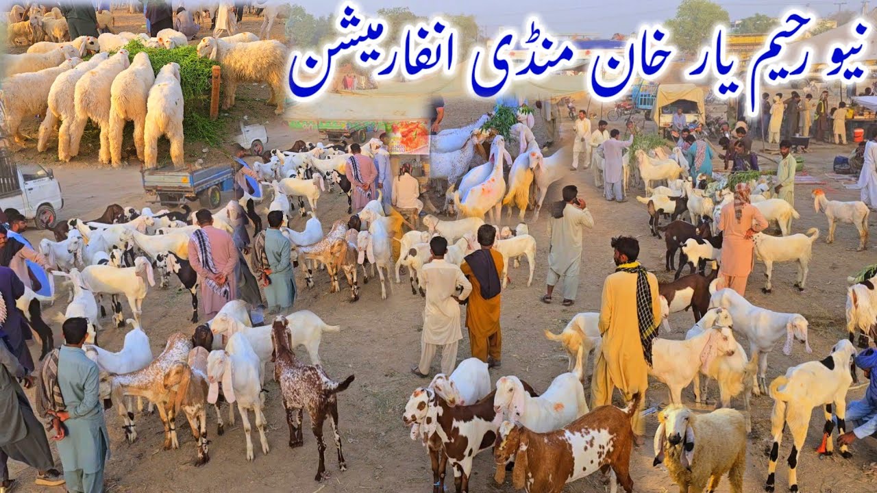 27 April 2025 ) District Raheem Yar Khan bakra and kajla mandi first visit with complete documentary