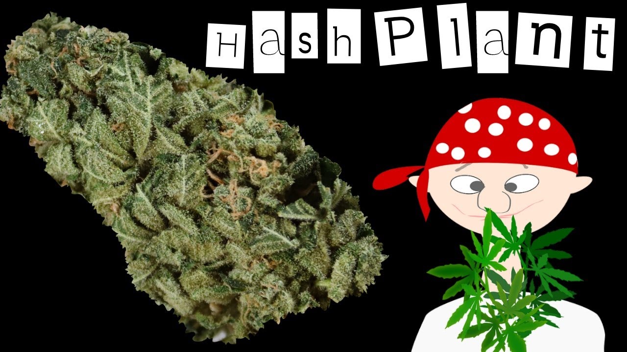 HashPlant OFFICIAL Strain Review